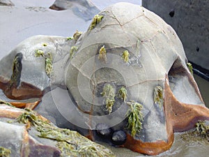 Algae covered seaside boulder
