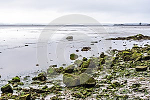 Algae-covered stones on the coast of the Northwest Pacific Ocean at low tide