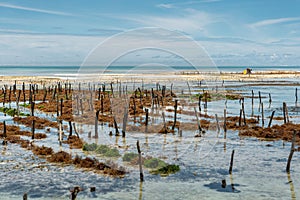 Algae cultivation during outflow in Zanzibar photo