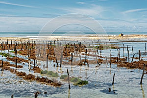 Algae cultivation during outflow in Zanzibar