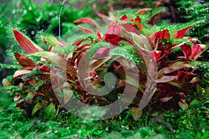 Algae in a dirty home aquarium with shrimps and CO2, Alternanthera reineckii mini covered with different types of algae