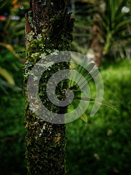 Algae are a diverse group of aquatic organisms that have the ability to photosynthesize.