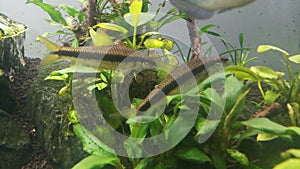 algae eater in aquarium