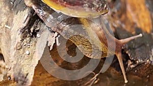 Algae Eating Black Japanese Trapdoor Pond Snails creep on rotting wood