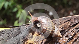 Algae Eating Black Japanese Trapdoor Pond Snails creep on rotting wood