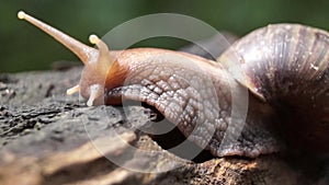 Algae Eating Black Japanese Trapdoor Pond Snails creep on rotting wood