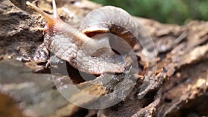 Algae Eating Black Japanese Trapdoor Pond Snails creep on rotting wood
