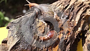 Algae Eating Black Japanese Trapdoor Pond Snails creep on rotting wood