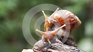 Algae Eating Black Japanese Trapdoor Pond Snails creep on rotting wood