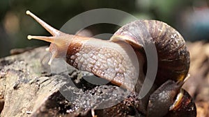 Algae Eating Black Japanese Trapdoor Pond Snails creep on rotting wood