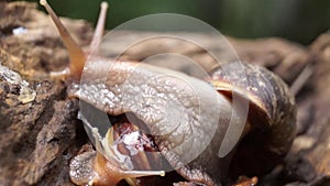 Algae Eating Black Japanese Trapdoor Pond Snails creep on rotting wood