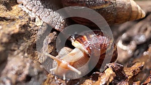 Algae Eating Black Japanese Trapdoor Pond Snails creep on rotting wood