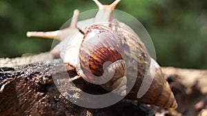 Algae Eating Black Japanese Trapdoor Pond Snails creep on rotting wood