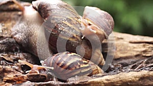 Algae Eating Black Japanese Trapdoor Pond Snails creep on rotting wood