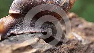 Algae Eating Black Japanese Trapdoor Pond Snails creep on rotting wood