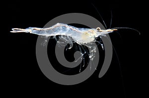 Algae-eating Pinocchio shrimp, Rhino Shrimp or Red Nose Shrimp Caridina gracilirostris