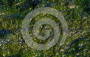 Algae on eutrophic water photo
