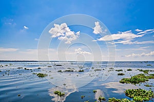 Algae filled horizon of Kerala Backwaters