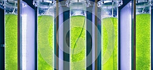 Algae fuel biofuel industry lab researching for alternative to fossil algae fuel or algal biofuel