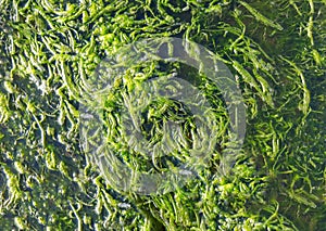 Algae green on surface of sea water, close-up, top view