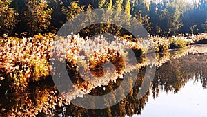 Algae grow and spread quickly in the lake.