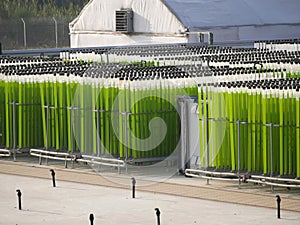 Algae growing farm