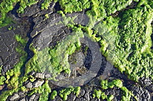 Algae growth on rock at Divers Cove Beach in Laguna Beach, California.