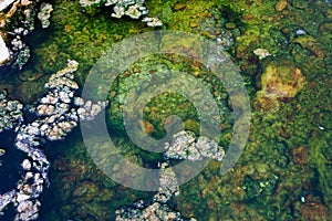 algae in hot springs.