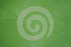 Algae Infested Green Water in a Stagnant Dam