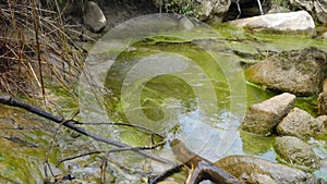 Algae-Infested Pond: Outskirts of Dehradun City, Uttarakhand, India