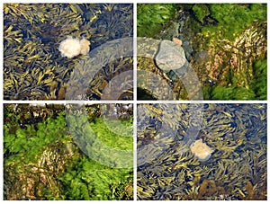 Algae and jellyfish in the shallow water