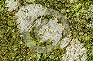 Algae And Lichen On Cracked Tree Bark