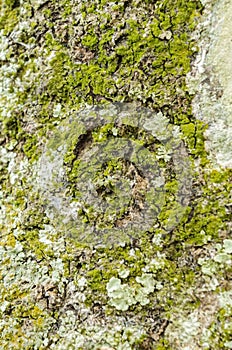 Algae And Lichen On Tree Bark