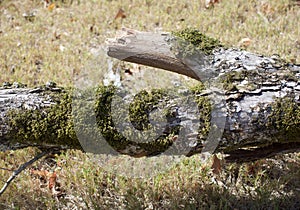 Algae, Lichens, and Mosses on a Tree