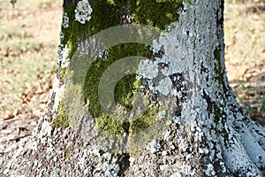 Algae, Lichens, and Mosses on a Tree Trunk