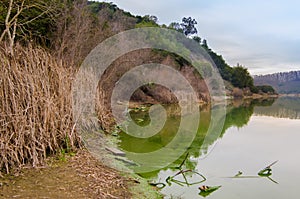 Algae Marsh at Lake Chabot