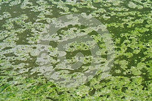 Algae mucilage ditch puddle water float green nature