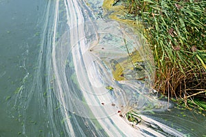 Algae and pollen on the surface of the water. Blooming water in a pond