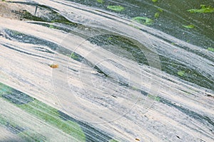 Algae and pollen on the surface of the water. Blooming water in a pond