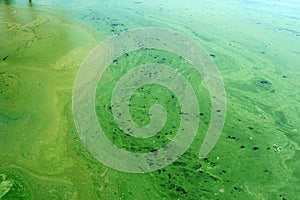 Algae polluted river water on the river