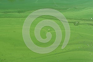 Algae polluted river water on the river