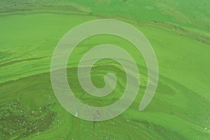 Algae polluted river water on the river