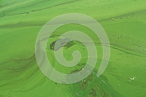 Algae polluted river water on the river