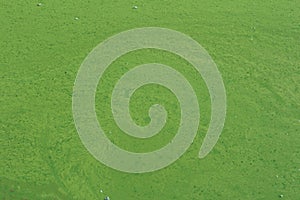 Algae polluted river water on the river
