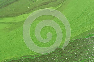Algae polluted river water on the river