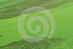 Algae polluted river water on the river