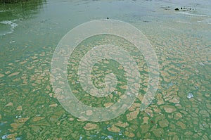 Algae polluted river water