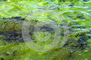 Algae polluted water ( green scum)