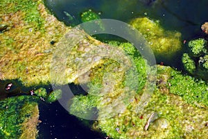 Algae and pond scum
