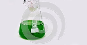 Algae research in laboratories, biotechnology science concept, marine plankton or microalgae culture into glassware flask